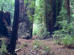 Muir Woods with Ciska Christiana - 09